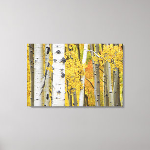 USA, Colorado, Rocky Mountains. Intime Espen Leinwanddruck