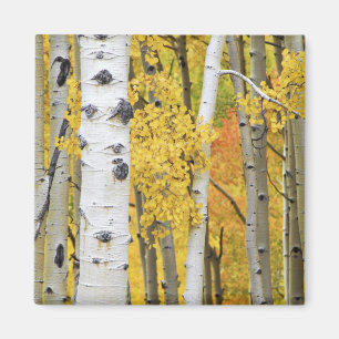 USA, Colorado, Rocky Mountains. Intime Espen Magnet