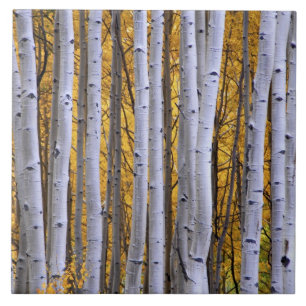 USA, Colorado, Rocky Mountains. Intime Szene Fliese
