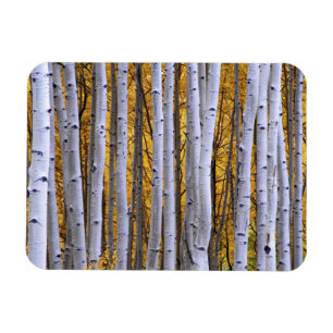 USA, Colorado, Rocky Mountains. Intime Szene Magnet