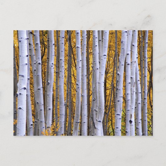 USA, Colorado, Rocky Mountains. Intimität Postkarte (Vorderseite)