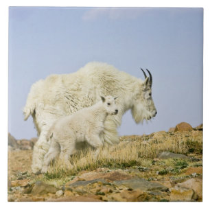 USA, Colorado, Rocky Mountains, Mount Evans, Fliese
