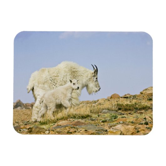 USA, Colorado, Rocky Mountains, Mount Evans, Magnet (Horizontal)