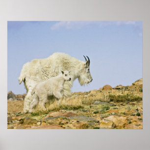 USA, Colorado, Rocky Mountains, Mount Evans, Poster