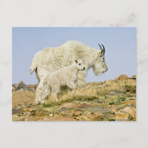 USA, Colorado, Rocky Mountains, Mount Evans, Postkarte