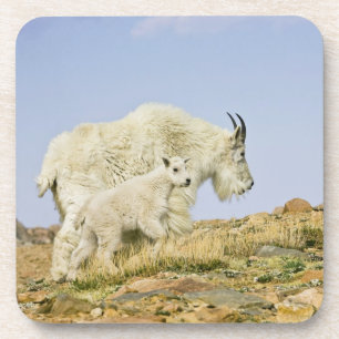 USA, Colorado, Rocky Mountains, Mount Evans, Untersetzer