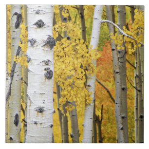 USA, Colorado, Rocky Mountains. Privataspekt Fliese