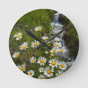 USA, Colorado, San Juan Mountains. Daisies Runde Wanduhr