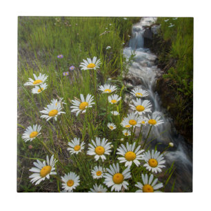 USA, Colorado, San Juan Mountains. Gänseblümchen Fliese