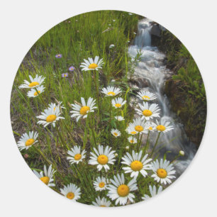 USA, Colorado, San Juan Mountains. Gänseblümchen Runder Aufkleber