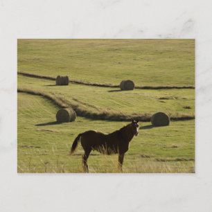 USA, Colorado, Steamboat Springs, Heurollen und Postkarte
