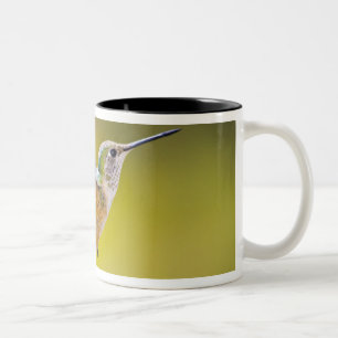 USA, Colorado, Summit County, Heeney. Seitenansich Zweifarbige Tasse