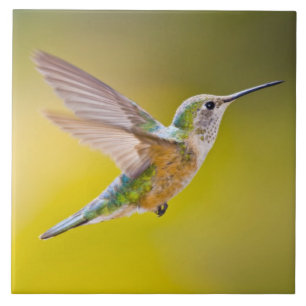 USA, Colorado, Summit Landkreis, Heeney. Seitenans Fliese