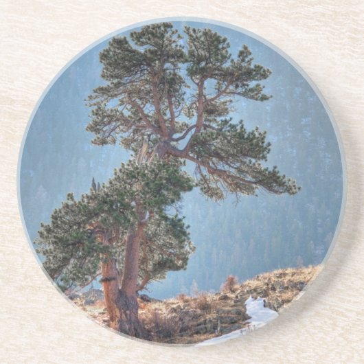 USA, Colorado, Tree in Estes Park Getränkeuntersetzer (Vorne)