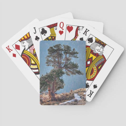 USA, Colorado, Tree in Estes Park Spielkarten (Rückseite)