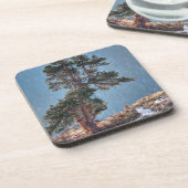 USA, Colorado, Tree in Estes Park Untersetzer (Linke Seite)