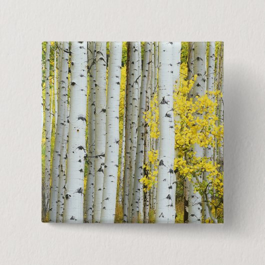USA, Colorado, White River National Forest, Button (Vorderseite)