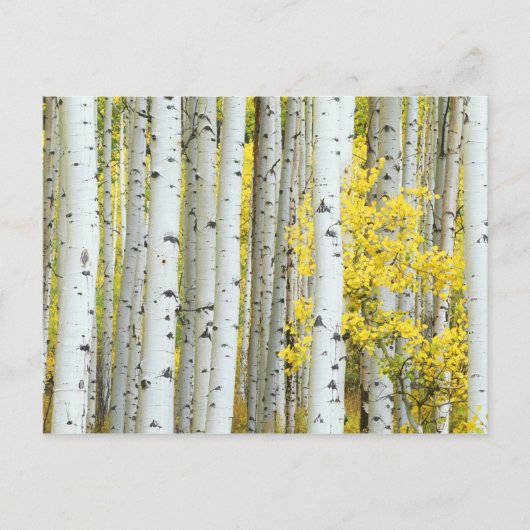 USA, Colorado, White River National Forest, Postkarte (Vorderseite)