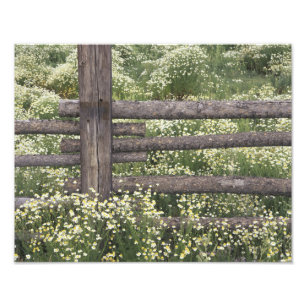 USA, Colorado, Wilde Kamille um einen Blockzaun Fotodruck