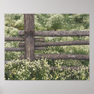 USA, Colorado, Wilde Kamille um einen Blockzaun Poster