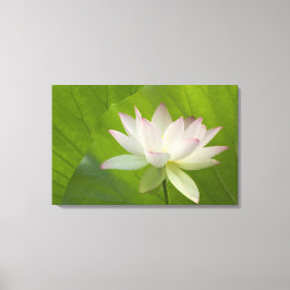 USA, DC, Washington, Kenilworth Aquatic Leinwanddruck