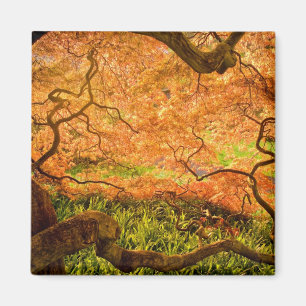 USA, Delaware, Wilmington. Ahorn Magnet