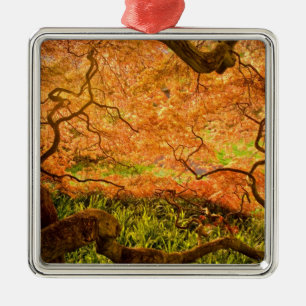 USA, Delaware, Wilmington. Japanischer Ahorn Silbernes Ornament