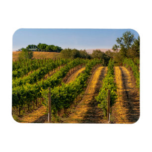 USA, Eastern Washington, Walla Walla Weinberge Magnet