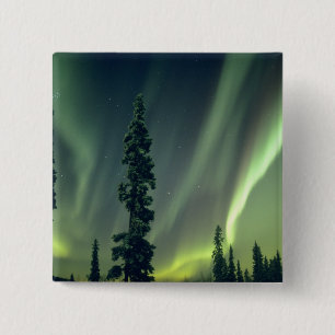 USA, Fairbanks-Gebiet, Zentralalaska, Aurora Button