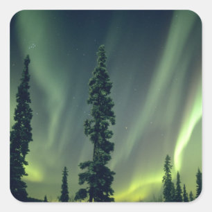 USA, Fairbanks-Gebiet, Zentralalaska, Aurora Quadratischer Aufkleber