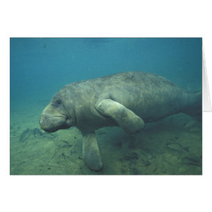 USA, FL, Manatee