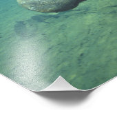 USA, FL, Manatee Fotodruck (Ecke)