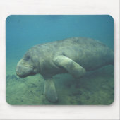 USA, FL, Manatee Mousepad (Vorne)