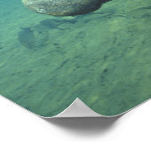 USA, FL, Manatee Poster (Ecke)