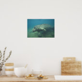 USA, FL, Manatee Poster (Küche)