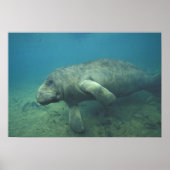 USA, FL, Manatee Poster (Vorne)