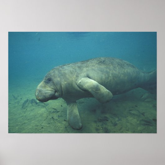 USA, FL, Manatee Poster (Vorne)