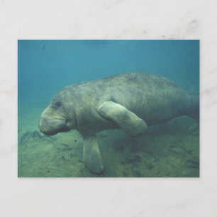 USA, FL, Manatee Postkarte
