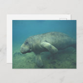 USA, FL, Manatee Postkarte (Vorne/Hinten)