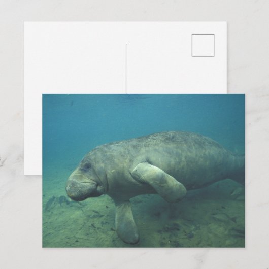 USA, FL, Manatee Postkarte (Vorne/Hinten)