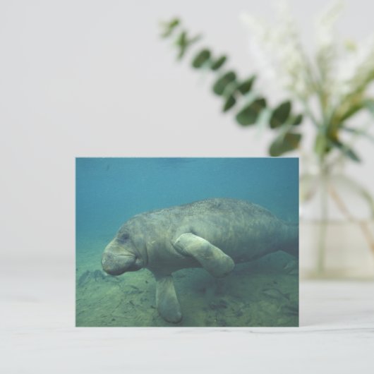 USA, FL, Manatee Postkarte (Stehend Vorderseite)