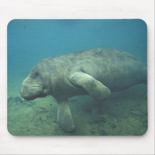 USA, FL, Rundschwanzsirene Mousepad