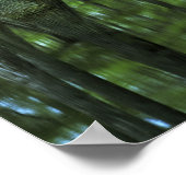 USA, Florida, Apalachicola National Forest, Bald Poster (Ecke)