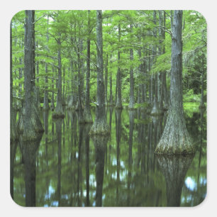 USA, Florida, Apalachicola National Forest, Bald Quadratischer Aufkleber