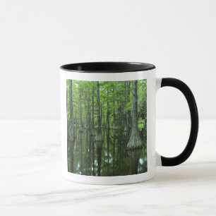 USA, Florida, Apalachicola National Forest, Kahl Tasse