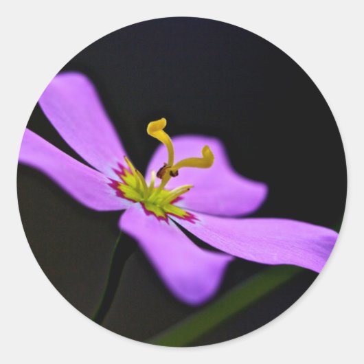 USA, Florida, Big Cypress National Reserve Runder Aufkleber (Vorderseite)