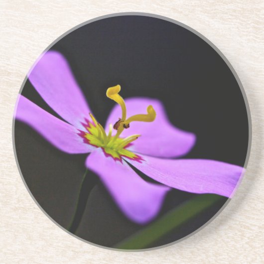 USA, Florida, Big Cypress National Reserve Sandstein Untersetzer (Vorne)