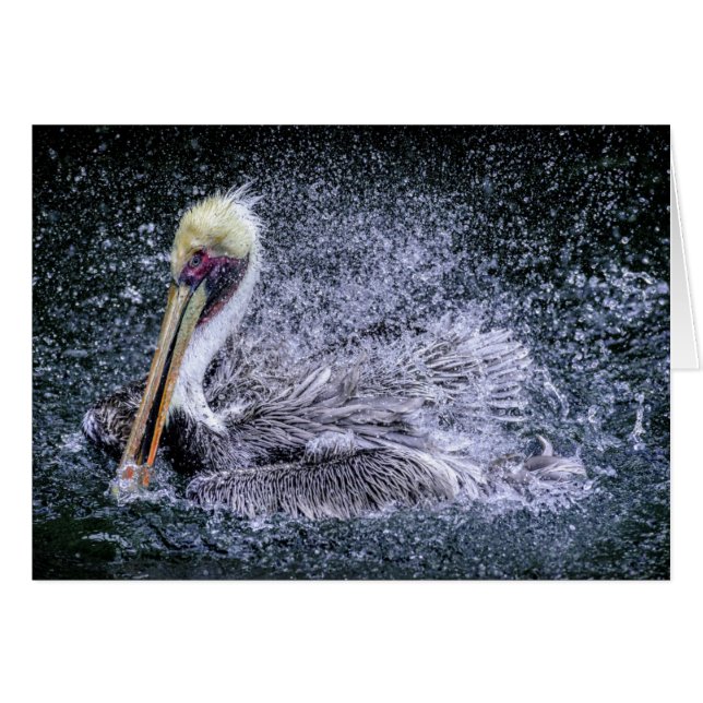 USA, Florida. Brauner Pelikan (Vorderseite (Horizontal))