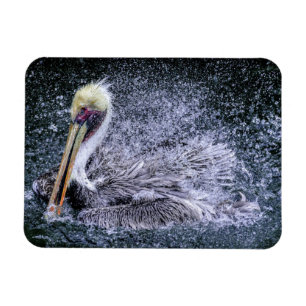 USA, Florida. Brauner Pelikan Magnet