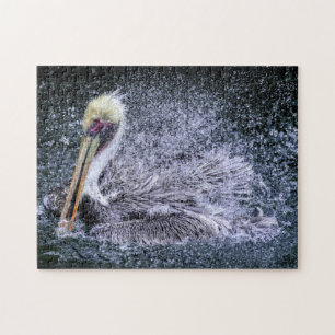 USA, Florida. Brauner Pelikan Puzzle